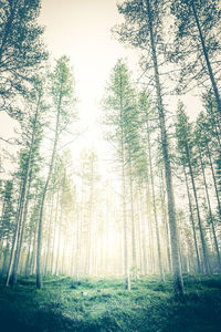 Pine trees in forest against sky