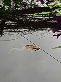 High angle view of duck swimming in lake