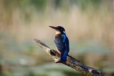 Close-up of bird perching outdoors