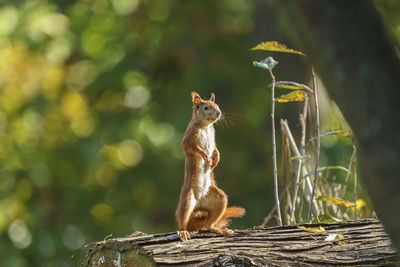 Close-up of squirrel sitting on tree