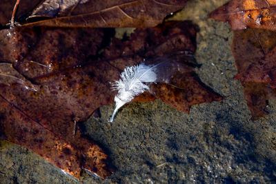 High angle view of dry leaf in water