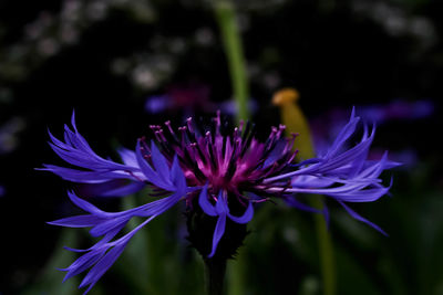 Close-up of purple flowering plant