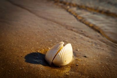 Close-up of shell on sand