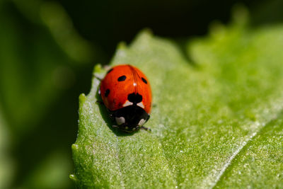 Close-up of ladybug on leaf