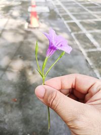 Close-up of hand holding small purple flower