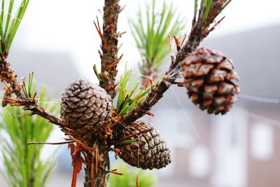 Close up of pine cone