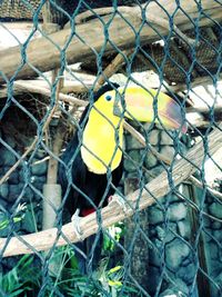 Close-up of bird in cage