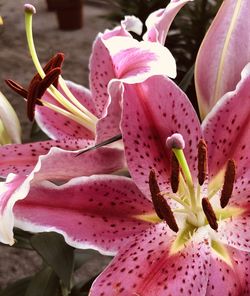 Close-up of pink flowering plant