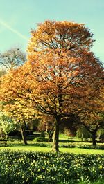 Trees in park during autumn