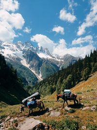 Ascending mules carrying the luggage of mountaineers against sky.