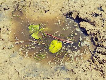 High angle view of reflection in puddle