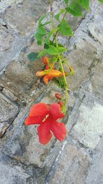 Close-up of red flowers