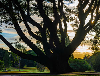 Silhouette tree against sky