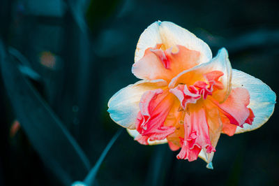 Close-up of pink rose flower