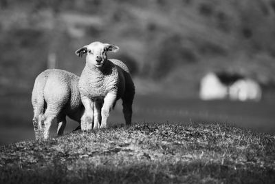 Lamb standing on field