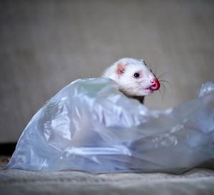 Close-up of white dog