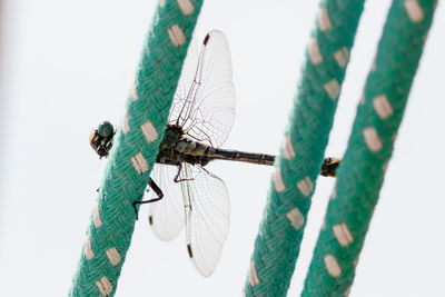 Close-up of dragonfly on rope against sky