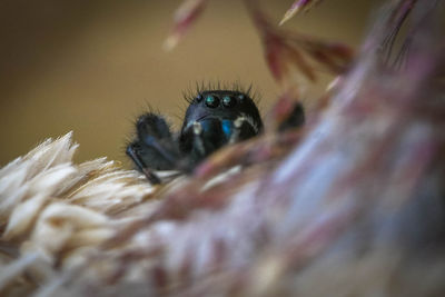 Close-up of spider