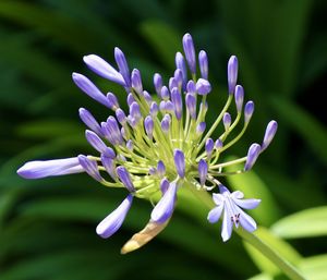 Close-up of agapanthus flowering plant