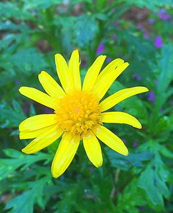 Close-up of yellow flower blooming outdoors