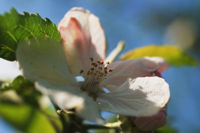 Close-up of flowering plant