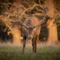 Red deer facing the camera