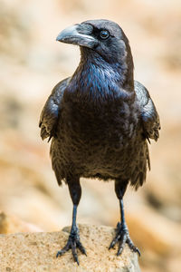 Close-up of bird perching outdoors