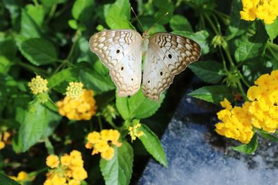 Close-up of butterfly on flower