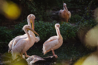 Birds in lake