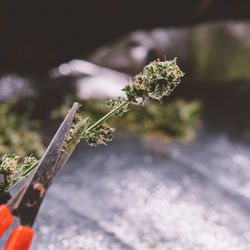 Close-up of cannabis plant growing outdoors