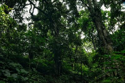 Low angle view of trees in forest