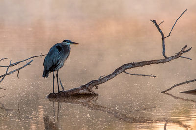 Low angle view of bird on puddle