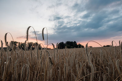 Plants growing on field against sky during sunset