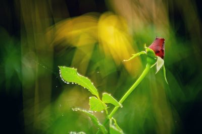 Close-up of red flowering plant