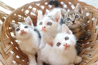 Portrait of white cat in basket