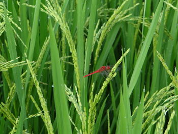 Red dragonfly on green leaf rice