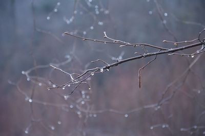 Close-up of wet plant during rainy season