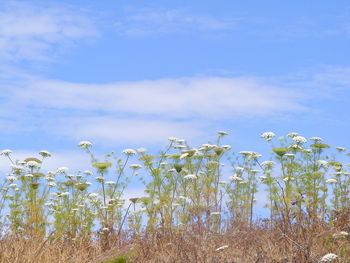 Low angle view of plants against blue sky