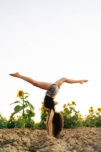 Full body side view of unrecognizable long haired female with bare feet wearing casual summer clothes performing handstand with splits on rural field with blooming sunflowers in summer day