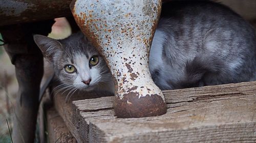 Portrait of cat on steps by metal