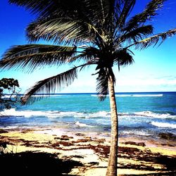 Palm trees on beach