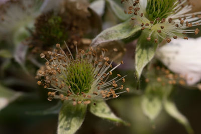 Close-up of tree branch