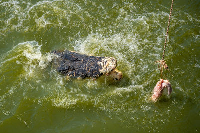 High angle view of turtle in sea