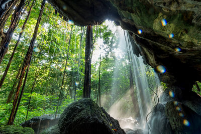 High angle view of waterfall in forest