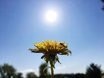 Low angle view of flowering plant against blue sky