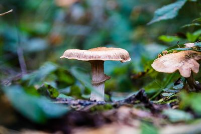 Close-up of mushroom growing on field