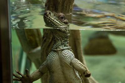 Close-up of horse swimming in water