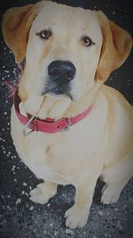 Close-up portrait of dog sitting outdoors