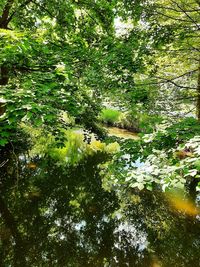 Scenic view of lake amidst trees in forest