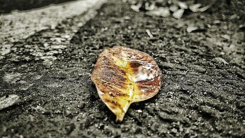 Close-up of insect on ground